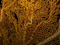 Sea fan coral Royalty Free Stock Photo