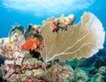 Sea Fan on a Coral Ledge Royalty Free Stock Photo