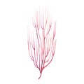 Sea fan ,coral reef organizm. Watercolor illustration isolated on white background Royalty Free Stock Photo