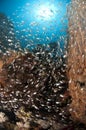 Sea fan coral, school of glass fish, Red Sea Royalty Free Stock Photo