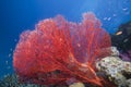 Sea Fan, Fiji Royalty Free Stock Photo