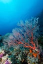 sea fan or gorgonian on the slope of a coral reef with visible water surface and fish and woman diver Royalty Free Stock Photo