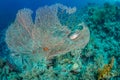 Sea fan habitat Royalty Free Stock Photo