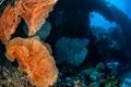 Sea fan Melithaea in Banda, Indonesia underwater photo Royalty Free Stock Photo