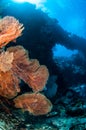 Sea fan Melithaea in Banda, Indonesia underwater photo Royalty Free Stock Photo