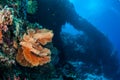 Sea fan Melithaea in Banda, Indonesia underwater photo Royalty Free Stock Photo