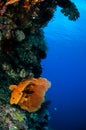 Sea fan Melithaea in Banda, Indonesia underwater photo Royalty Free Stock Photo