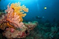 Sea Fan in North Andaman, Thailand Royalty Free Stock Photo