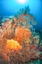 Sea Fan in North Andaman, Thailand Royalty Free Stock Photo