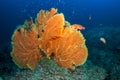 Sea Fan in North Andaman, Thailand Royalty Free Stock Photo