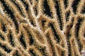 Detail of a Sea fan with open polyps Royalty Free Stock Photo