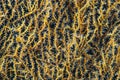 Detail of a Sea fan with open polyps Royalty Free Stock Photo