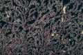 Detail of a Sea fan with open polyps Royalty Free Stock Photo