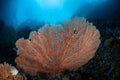 Sea Fan on Reef Royalty Free Stock Photo