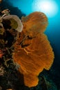 sea fan on the slope of a coral reef