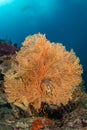 sea fan on the slope of a coral reef