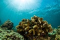 sea fan on the slope of a coral reef Royalty Free Stock Photo