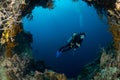 sea fan on the slope of a coral reef with a diver Royalty Free Stock Photo