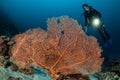 sea fan on the slope of a coral reef with a diver at depth Royalty Free Stock Photo