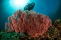 sea fan on the slope of a coral reef with a diver Royalty Free Stock Photo