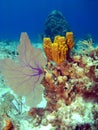 Sea Fan and Sponge on a Cayman Island Reef Royalty Free Stock Photo