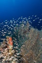 Sea fans and glassfish in the Red Sea.