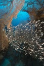 Sea fans and glassfish in the Red Sea.