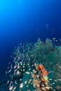 Sea fans and glassfish in the Red Sea.