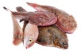 Sea fish Royalty Free Stock Photo