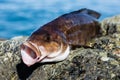 Sea fish Arabesque greenling bass perch Royalty Free Stock Photo