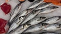 Sea fish, sea bass, laurel lying on the ice on the counter of a fish shop