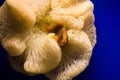 Sea fish in a coral sponge