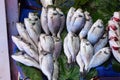 Sea fish cupra at a street market in Istanbul. Royalty Free Stock Photo