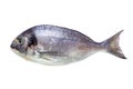 Sea fish dorade isolated on white