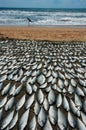 Sea fish dried on the sea beach.