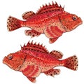 Sea fish grouper red ugly Royalty Free Stock Photo