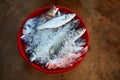 Sea fish on ice in a red basin