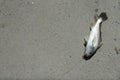 Sea fish laid on the ground in the mouth with tendons