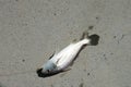 Sea fish laid on the ground in the mouth with tendons