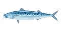 Sea fish mackerel isolated on a white background