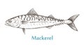 Sea fish mackerel on a white background