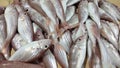 Sea fish in the market. kurisiNemipterus virgatus fish Royalty Free Stock Photo