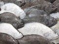 Sea fish in the market. side fish or halibut Pleuronectiformes. flat shaped fish