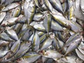 Sea fish in the market. yellow trout Atule mate, Selaroides leptolepis