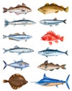 Sea Fish Realistic Set Royalty Free Stock Photo