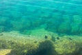 Sea fish in Red Sea, Sinai peninsula, Egypt.