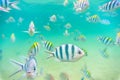 Sea fish at Seabed