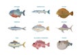 Sea fish set. Royalty Free Stock Photo