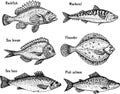 Sea fish sketch set. Fishing. Hand drawn vector fish. Flounder, sea bass, salmon, mackerel.