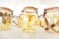 Sea fish specimens preserved in glass jars Royalty Free Stock Photo